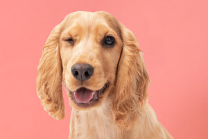 Cocker Spaniel