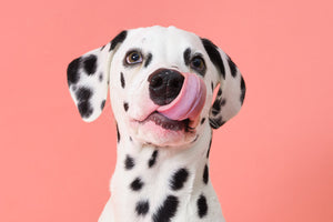 Dalmatian