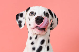 Dalmatian