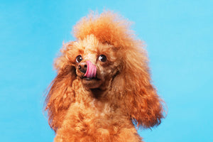 Toy Poodle