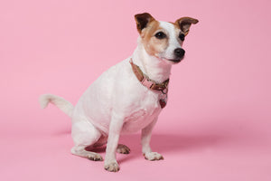 Jack Russell Terrier