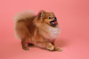 Pomeranian