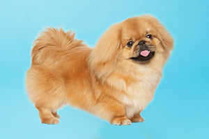 Pekingese