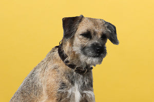 Border Terrier