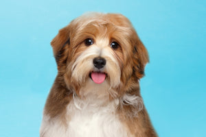 Havanese