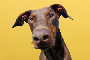 Dobermann