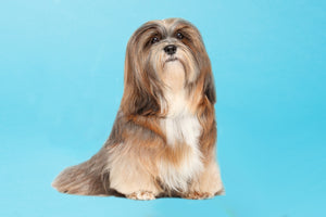 Lhasa Apso