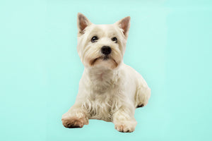 West Highland Terrier