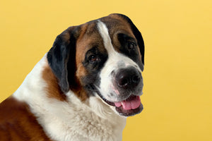 St Bernard