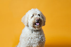 Labradoodle