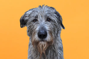 Irish Wolfhound