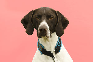 German Shorthaired Pointer