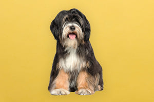 Tibetan Terrier