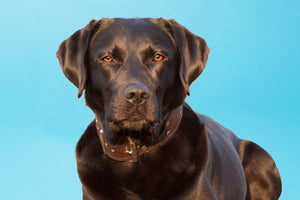 Black Labrador