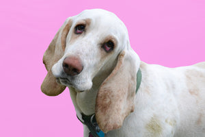 Basset Hound