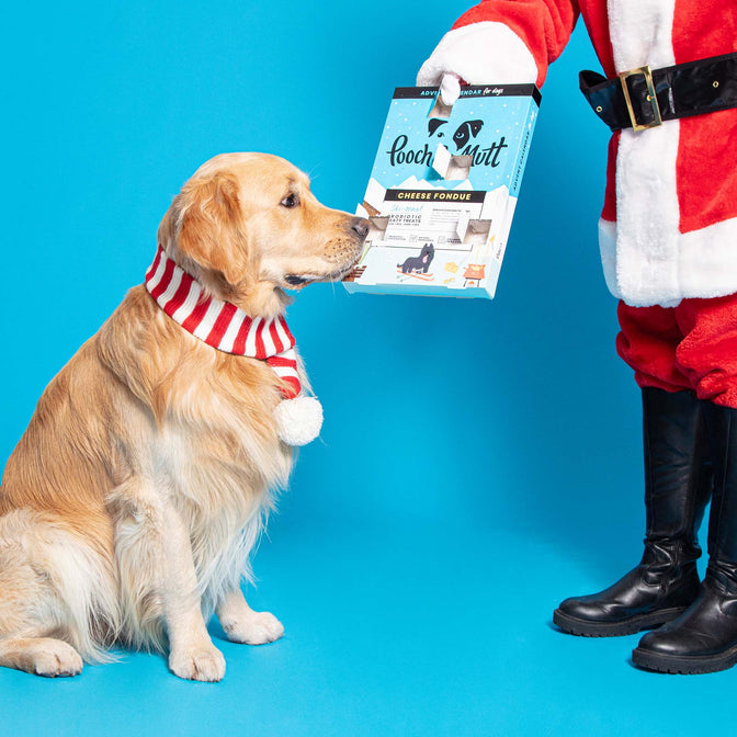 Cheese Fondue Dog Advent Calendar