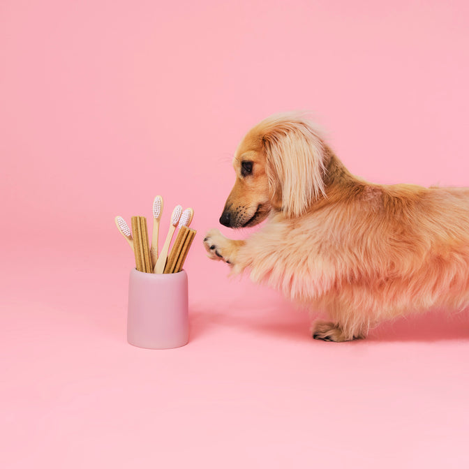 Dental Stick Bundle For Dogs