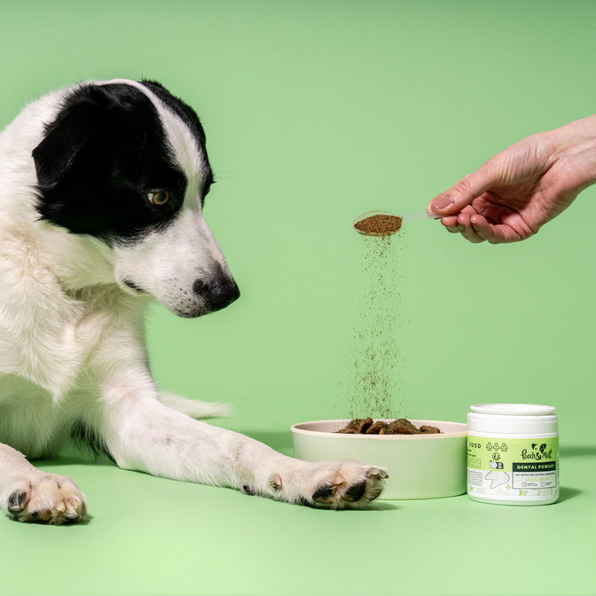 Dental Powder For Dogs