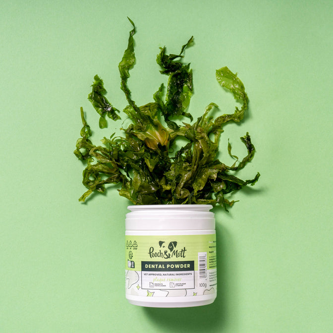 Dental Powder For Dogs