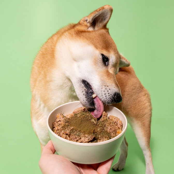 Dental Powder For Dogs