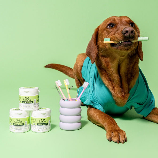 Dental Powder For Dogs