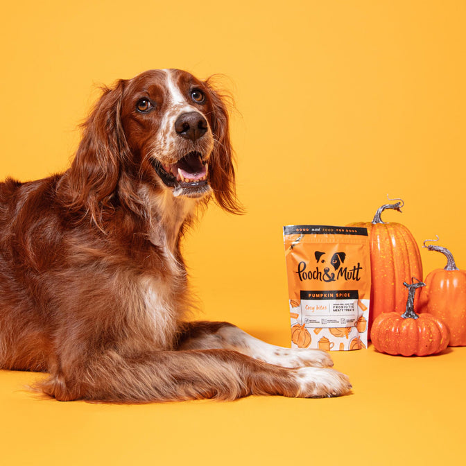 Pumpkin Spice Probiotic Meaty Treats