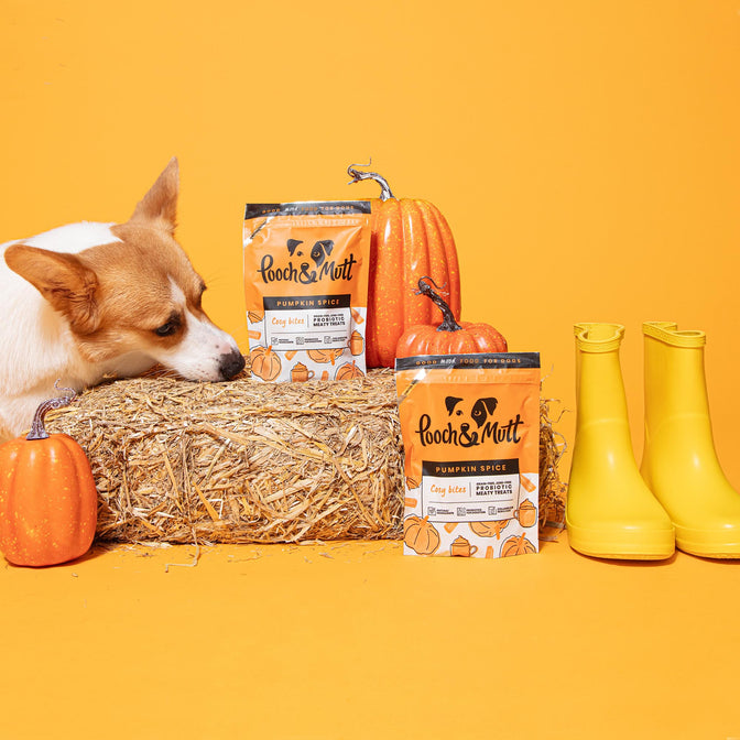 Pumpkin Spice Probiotic Meaty Treats