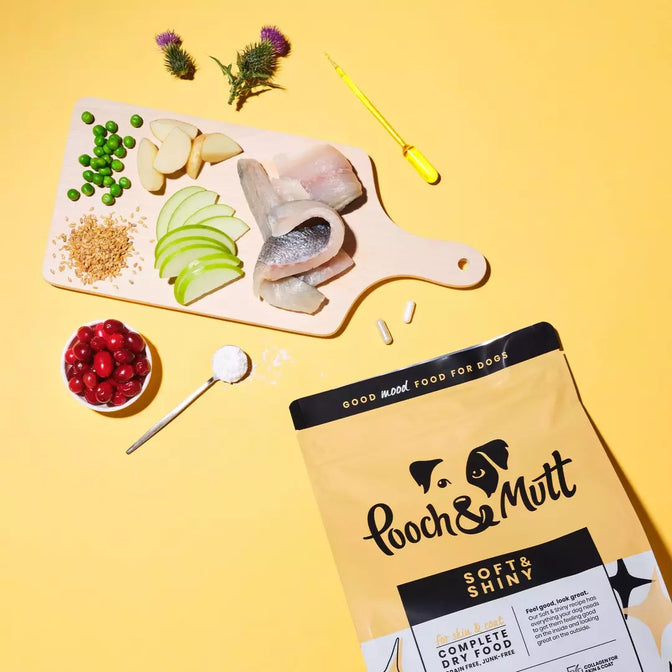 Skin & Coat Dry Food For Dogs