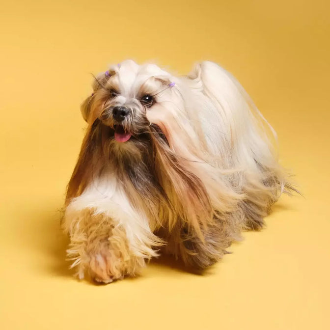 Skin & Coat Dry Food For Dogs